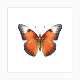 Butterfly 32 Art Print