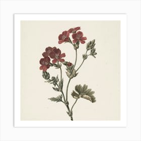 Geranium 1 Art Print