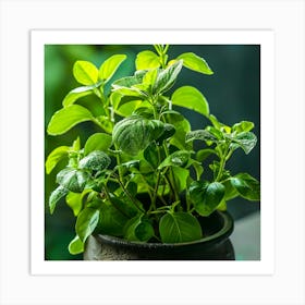 Fresh Basil In A Pot Art Print