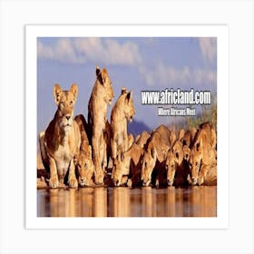 Lions At The Waterhole Art Print