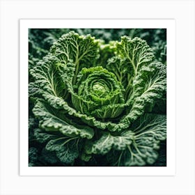 Close Up Of A Cabbage 6 Art Print