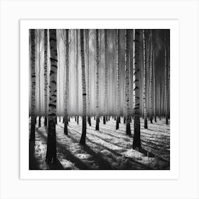 Birch Forest 6 Art Print