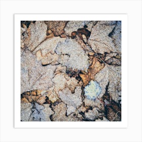 Frost On Fallen Leaves Square Art Print