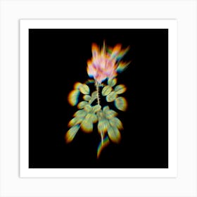 Prism Shift Four Seasons Rose in Bloom Botanical Illustration on Black n.0090 Art Print