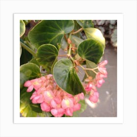 Pink Cyclamen Art Print