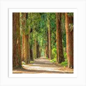 Path In The Woods Art Print