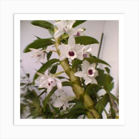 Orchid Stock Videos & Royalty-Free Footage Art Print