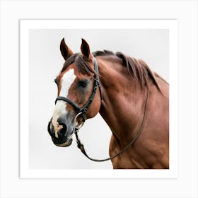 Portrait Of A Horse Art Print