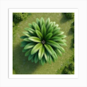 Top View Of A Palm Tree Art Print
