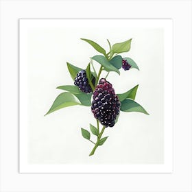 Mulberry Art Print