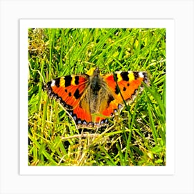 Tortoiseshell Butterfly Art Print