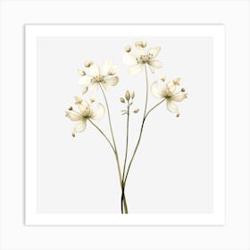 White Flowers On A Black Background Art Print