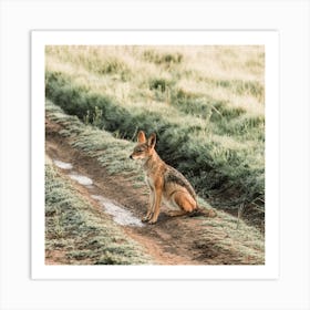 Coyote Scenery Square Art Print