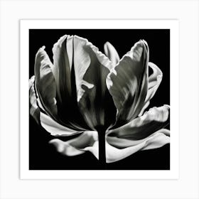 Tulip, Black And White, Lighting Art Print