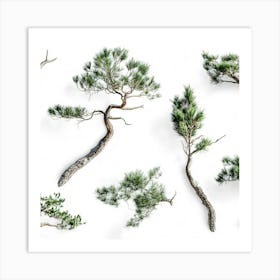 Pine Trees Isolated On White Art Print