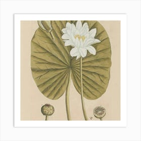 Water Lilies 6 Art Print