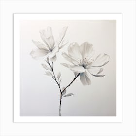 Two White Flowers Art Print