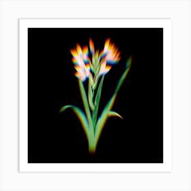 Prism Shift Gladiolus Saccatus Botanical Illustration on Black n.0194 Art Print