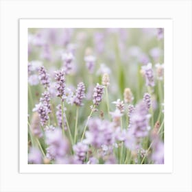 Lavender Field 2 Art Print