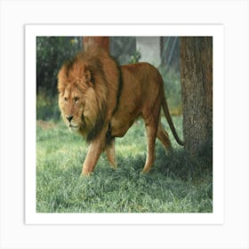 Lion Walking In The Grass Art Print