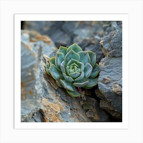 Stockcake Succulent In Rocks 1720412599 Art Print