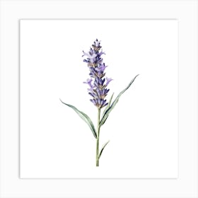 Lavender Flower Watercolor Illustration 1 Art Print