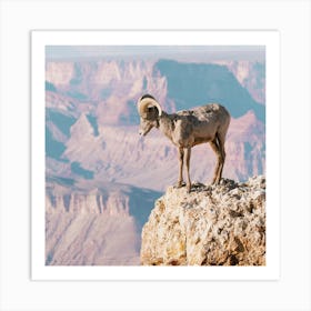 Arizona Bighorn Sheep Art Print