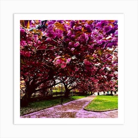 Cherry Blossoms In The Town Art Print