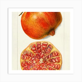 Pomegranate 6 Art Print