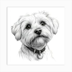 Maltese Terrier Art Print