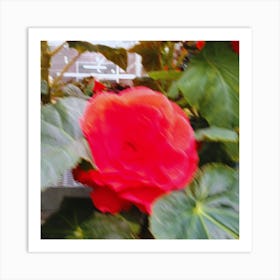 Red Flower Art Print