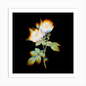 Prism Shift White Damask Rose Botanical Illustration on Black n.0005 Art Print