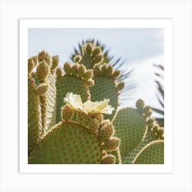 Blooming Cactus Plant Square Art Print