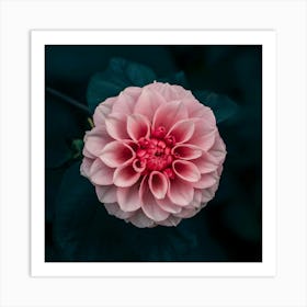 Flower 2 Art Print