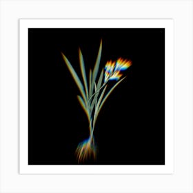 Prism Shift Gladiolus Xanthospilus Botanical Illustration on Black n.0327 Art Print