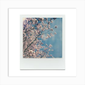 Polaroid Cherry Blossom 02 Art Print