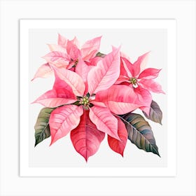 Poinsettia 11 Art Print