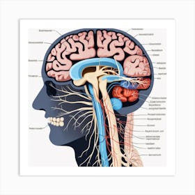 Brain Anatomy 8 Art Print