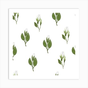 White rose buds Art Print