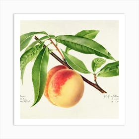 Peaches On A Branch Art Print