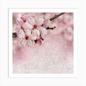 Cherry Blossoms On A Branch Art Print