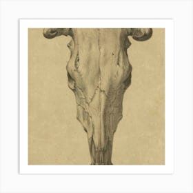 Skull Of A Bull Art Print