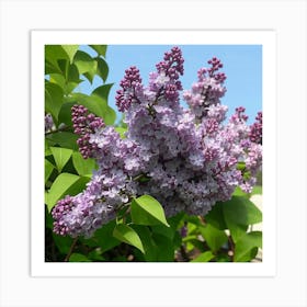 Lilas 1 Art Print