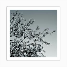 Branches Nature Tree Photo Photography Square Monochrome Black And White Leaves Living Room Kitchen Dining Bedroom Abstract Art Print