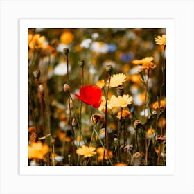 Red Poppy Flower In A Summers Field  Colour Nature Photography Square Art Print