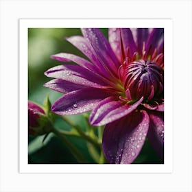 Dahlia Art Print