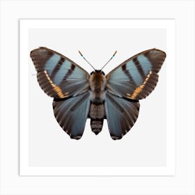 Butterfly On Black Background Art Print