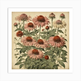 Echinacea Art Print