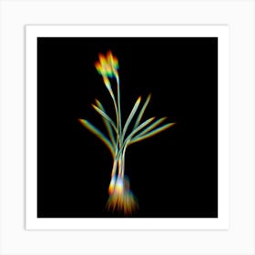 Prism Shift Narcissus Gouani Botanical Illustration on Black n.0154 Art Print