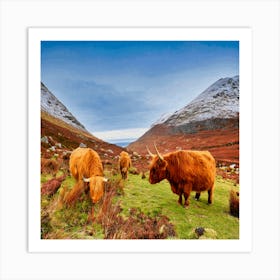 Highland Cows 3 Art Print